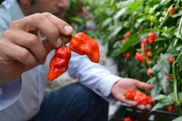 Tesco Brings 'Hottest' Commercially-Grown Chilli Peppers To Ireland