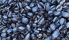 FSAI Advises Recall Of Mussels Over Toxin Concerns