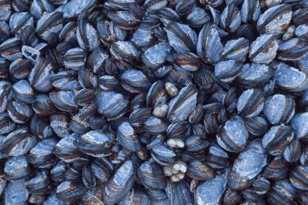 FSAI Advises Recall Of Mussels Over Toxin Concerns