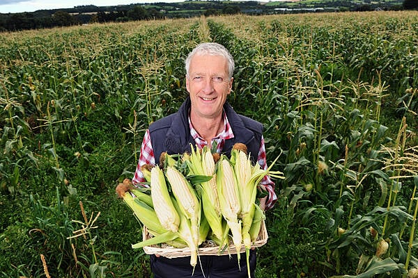 SuperValu Brings Irish Corn On The Cob To Stores Nationwide