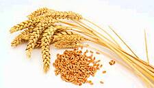 World Food Prices Fall Sharply In April Because Of Coronavirus: FAO