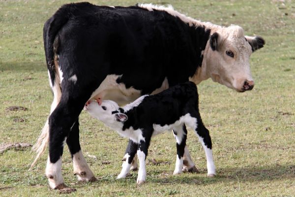 Milk Production Not Expected to Increase in 2015