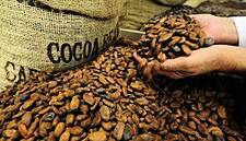 Arid Conditions In Ivory Coast Endanger Cocoa Mid-Crop: Farmers