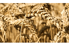 Wheat Prices Rebound On Short-Covering, But Ample Supply Caps Gains