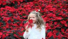 Tesco To Stock Christmas Poinsettias From Thursday
