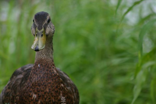 France To Cull More Ducks In 'Race Against Time' To Halt Bird Flu