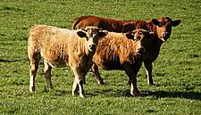 IFA Calls For Protection Of The Beef And Livestock Sector