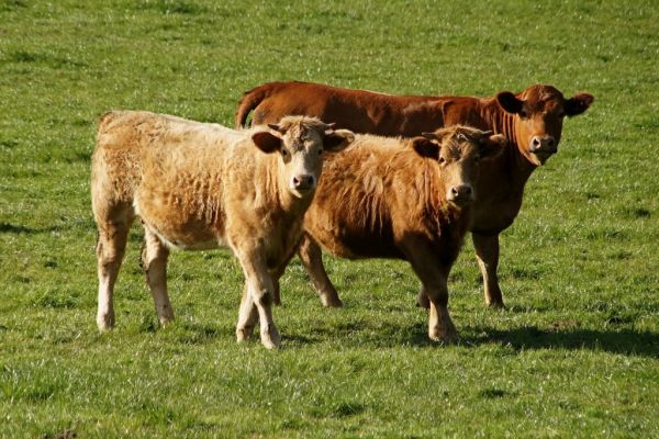 Beef 2016 at Teagasc Grange Attracts Thousands Of Farmers