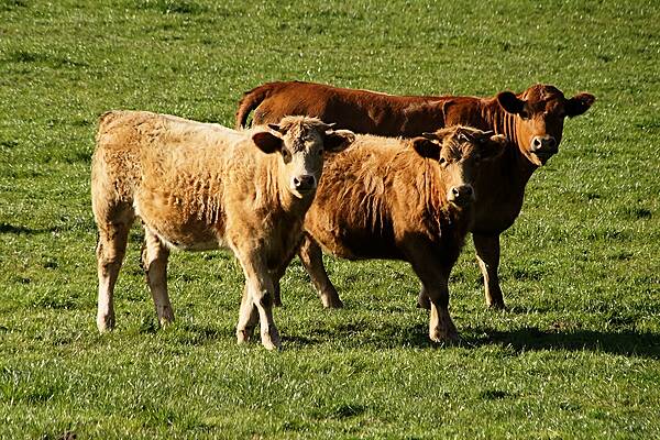 IFA Calls For Protection Of The Beef And Livestock Sector