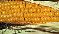 China's Looming Corn Shortage Fans Food Security Unease