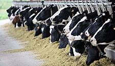 Irish Milk Producers Suffer €120M Hit Due To Drought And Fodder Issues