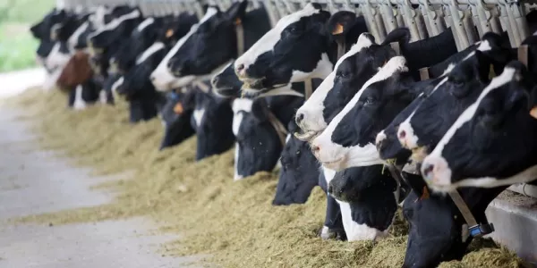 Irish Milk Producers Suffer €120M Hit Due To Drought And Fodder Issues