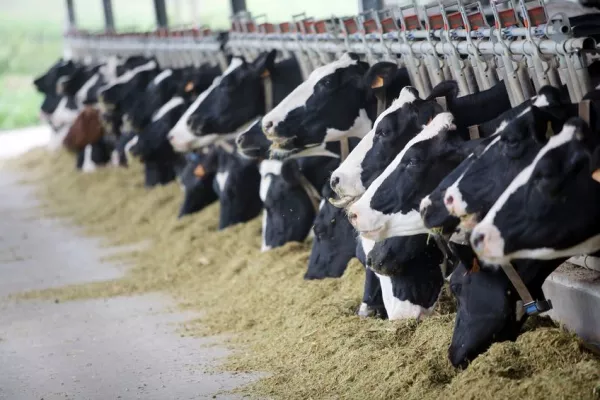 Irish Milk Producers Suffer €120M Hit Due To Drought And Fodder Issues