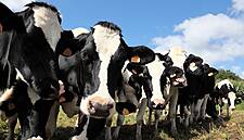 CAP Funding Not Consistent With EU Plans For Farming, Says IFA President
