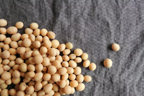 Soybeans Fall On Improved Crop Outlook, Forecast