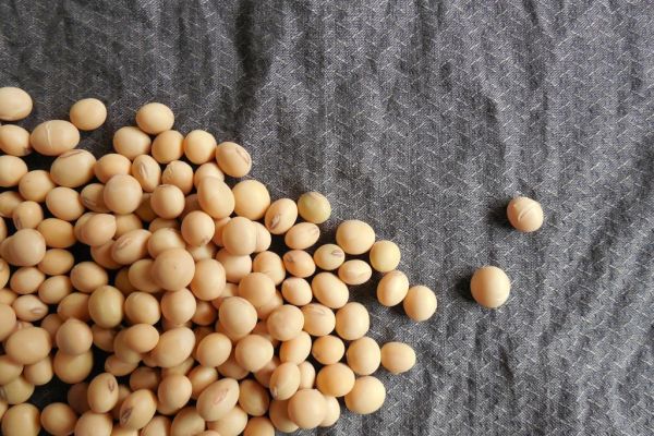 Soybean, Corn Rebound With Wider Markets As Investors Eye More Stimulus