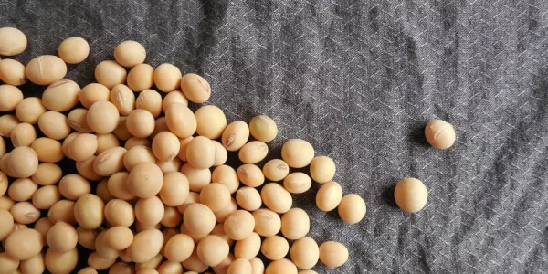 Soybeans Steady As Market Eyes Harvest, Export News