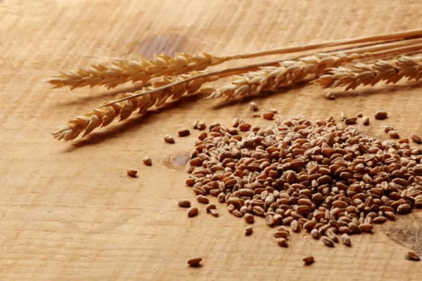 Wheat Hits Eight Month Low As Harvest Advances, Soybeans Gain On Trade Optimism