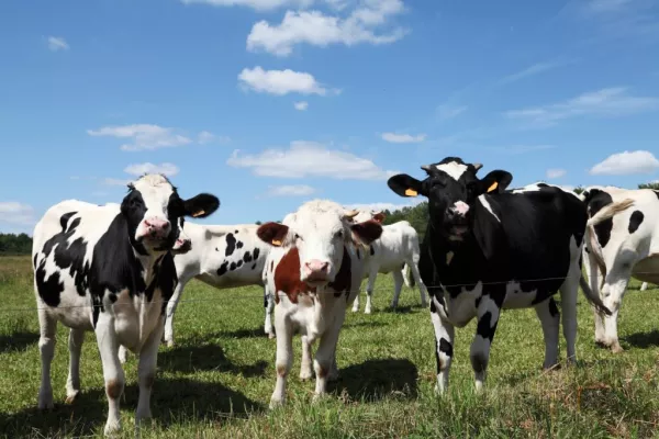 Marks & Spencer Announces £1m Investment To Reduce Impact Of Dairy Farming