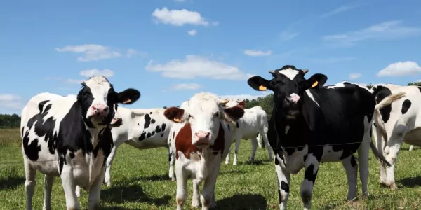 Marks & Spencer Announces £1m Investment To Reduce Impact Of Dairy Farming