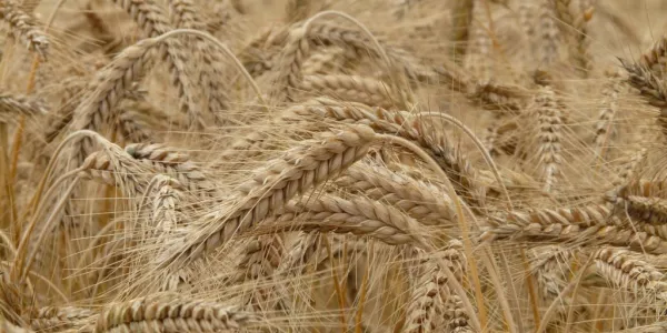 Russian Wheat Prices Rise Amid High Demand, Dry Weather