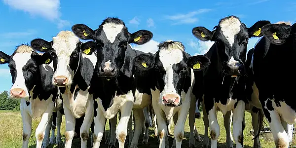 Global Dairy Recovery Trickles Down to Irish Farmers