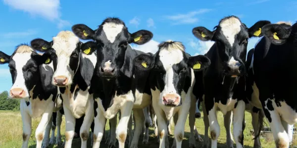 Sustainable Dairy, Sustainable Future