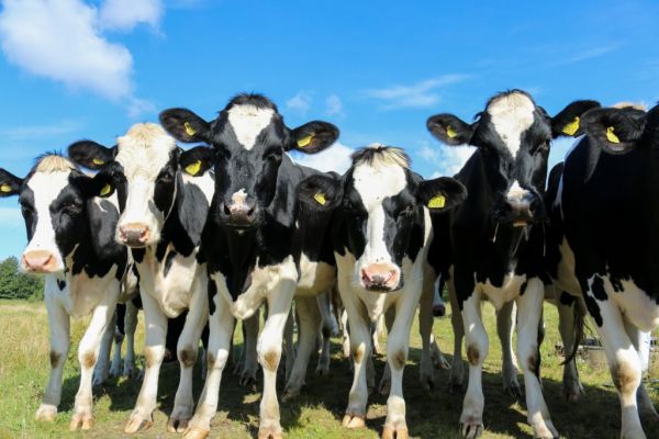 Global Dairy Recovery Trickles Down to Irish Farmers