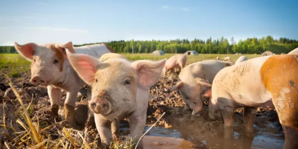 Swine Fever Outbreak In Germany's Top Pork State Poses Lasting Threat