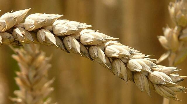 World Food Price Index Climbs In April, Highest Since Mid-2014: FAO