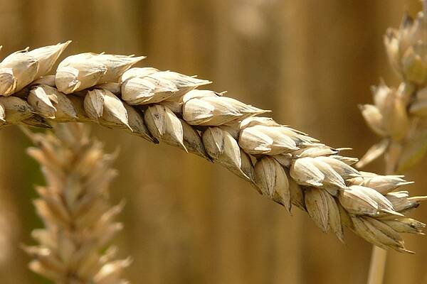 Wheat Climbs On Deteriorating Crop Conditions