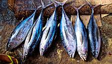 Shortlist for The BIM Young Fishmonger 2017 Awards Announced