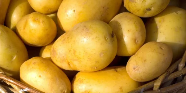 IFA Expresses Concerns On Discounting Of Potatoes