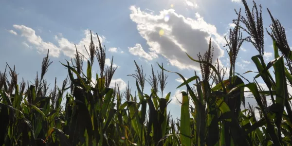 EU's Maize Crop To Suffer As Heat Returns