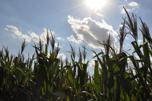 EU's Maize Crop To Suffer As Heat Returns