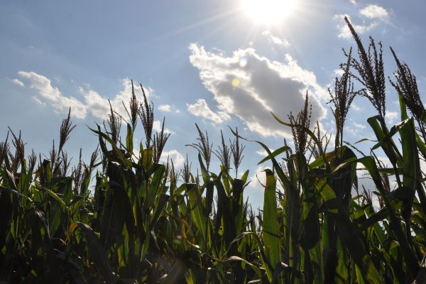 EU Maize Yield Forecast Cut Again, Sowing Seen Favourable
