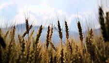 World Food Price Index Jumps in November To Almost Six-Year High: FAO