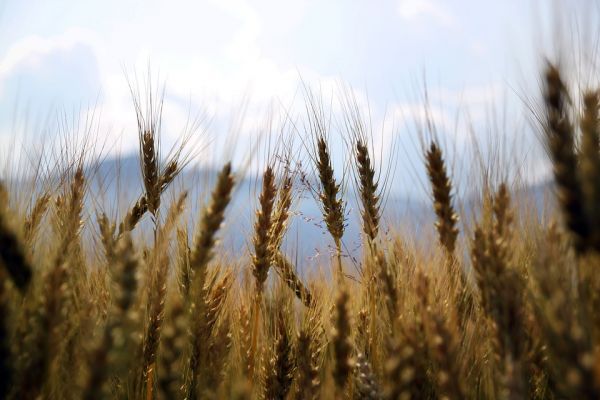 Wheat Up For Third Session, Near 8-1/2-Year High On Supply Woes