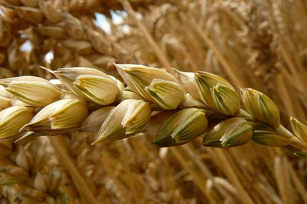 Wheat Faces Biggest Weekly Drop In One Year, Corn Down For Fifth Week