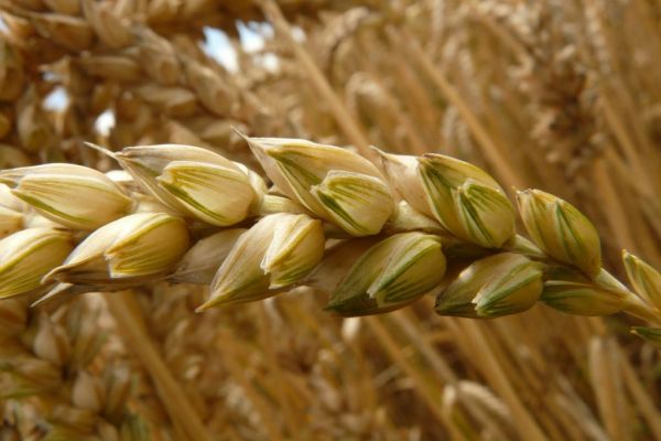 Wheat Steadies After Four-Day Slide, Corn Falls More