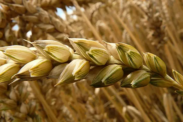 EU Wheat Hits Three-Week Highs After U.S. Supply Outlook Cut