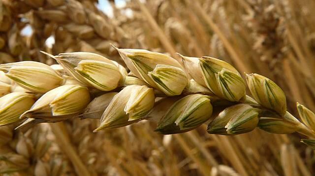 Wheat Faces Biggest Weekly Drop In One Year, Corn Down For Fifth Week