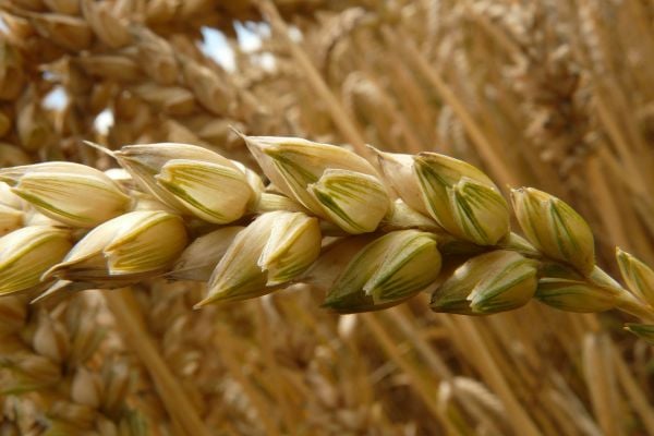 Russia, Ukraine Agree To Protect Ukraine Grain Shipping Channel