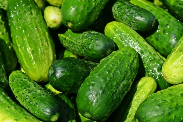 Cucumber Crisis: Surging Energy Prices Leave British Glasshouses Empty