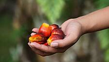 Malaysian Palm Oil Stocks Forecast Lower, Keeping Prices High In 2021