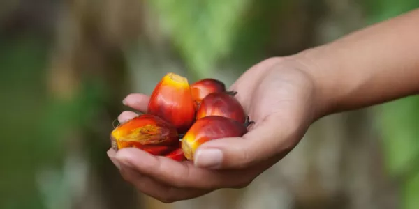 Indonesia's Palm Oil Exports Hit Record In 2019
