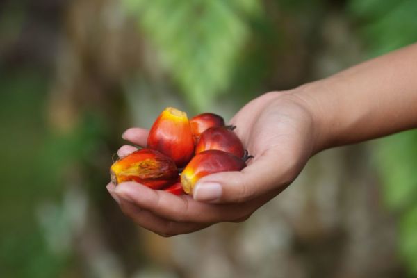 Palm Oil Demand Boosted As Rival Oil prices Jump On Supply Woes
