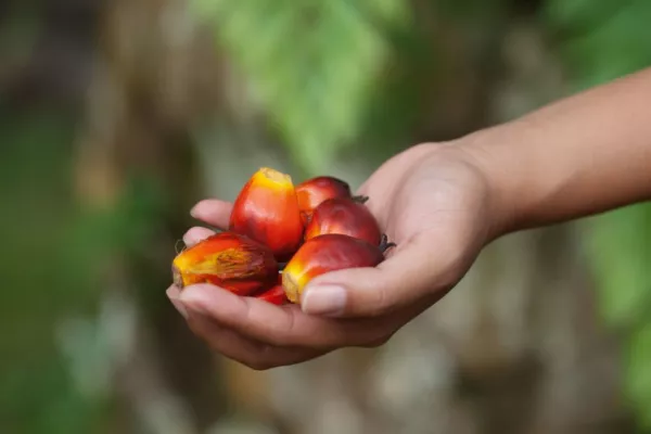 EU Risks 'Trade War' With Malaysia Over Palm Oil