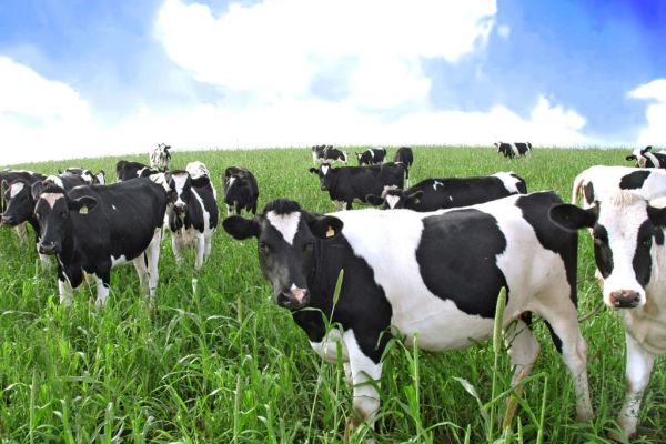 Products With Truly Grass Fed Brand Signifies Ingredients 'Made By Happy, Healthy Cow'