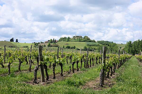 Nothing To Toast As Italy Loses Wine-Making Leadership To France